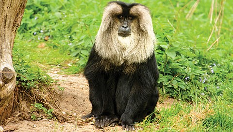 Lion-tailed Macaque