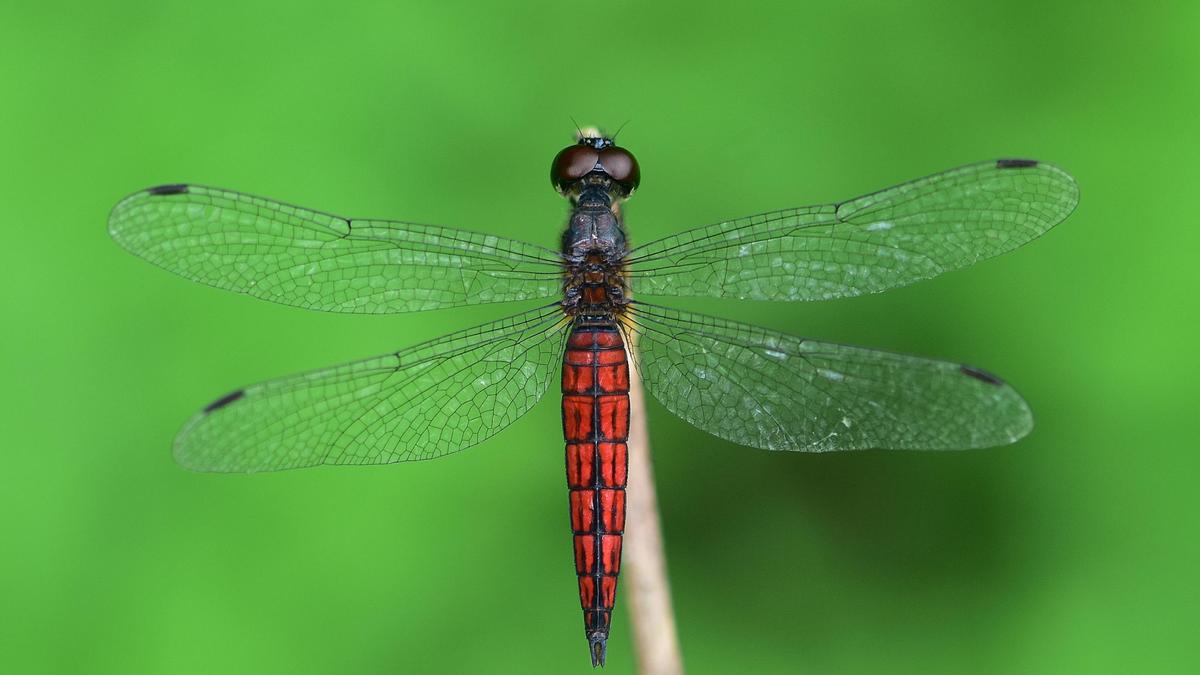 Lyriothemis keralensis 