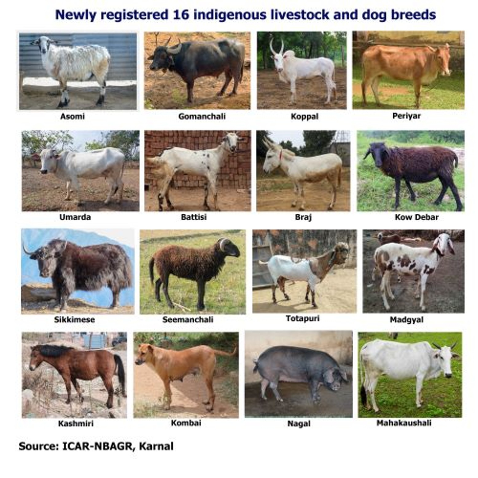 16 New Indigenous Breeds of Livestock