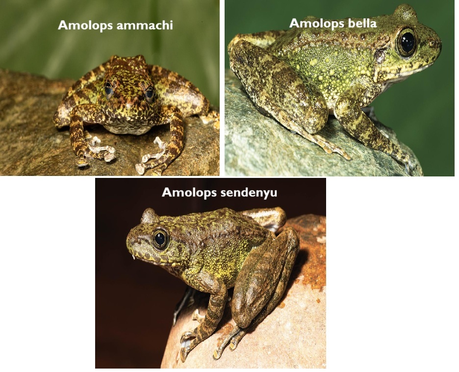 3 new cascade frogs