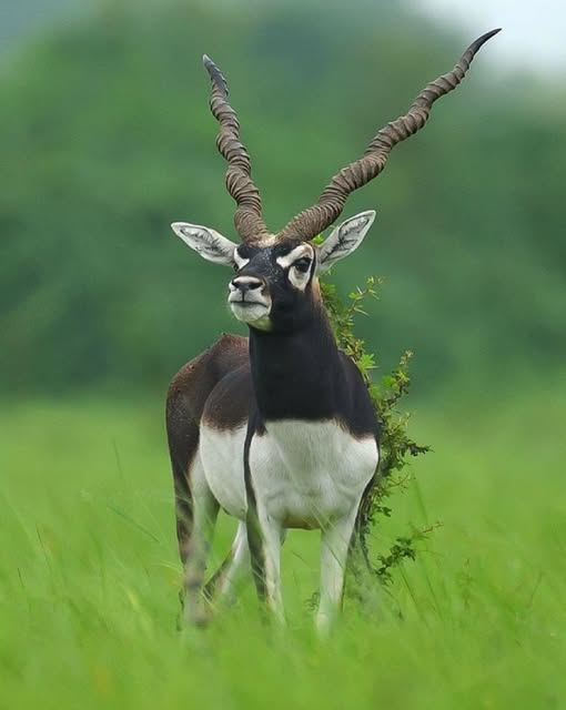 blackbuck postal stamp