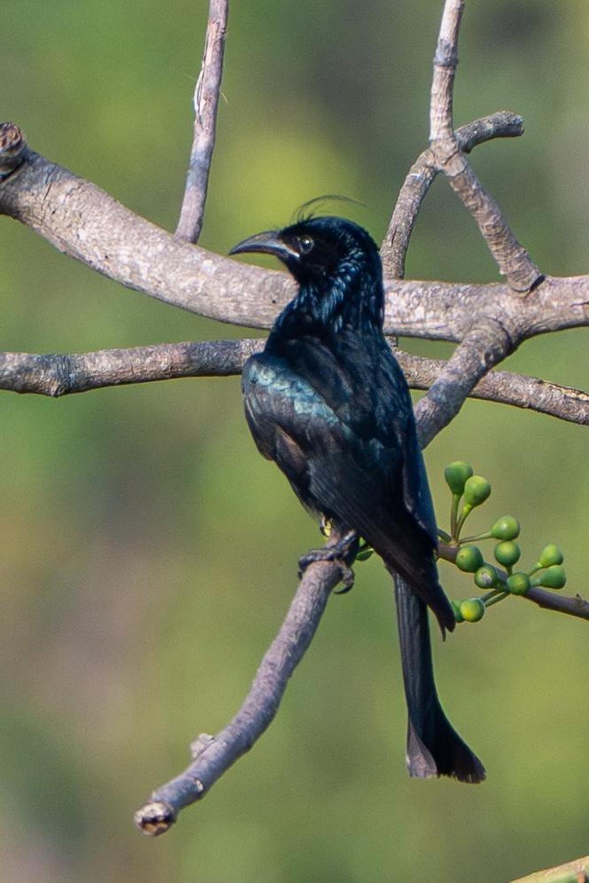 Hair-crested Drongo