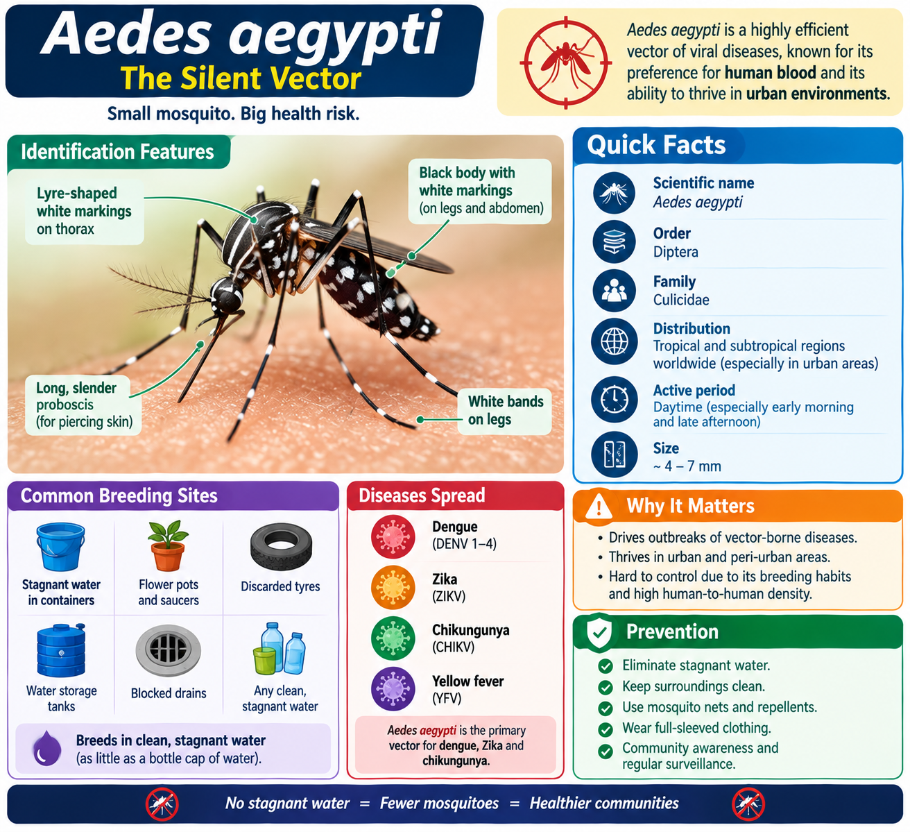Aedes aegypti