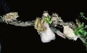 African Grey Foam Nest Tree Frog