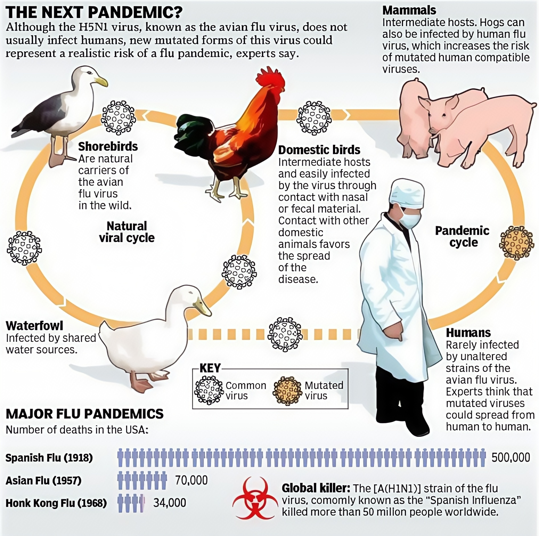 bird flu - next pandamic