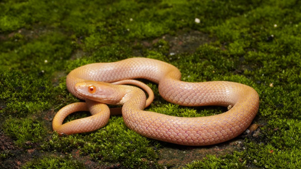 Albino Asian water snake