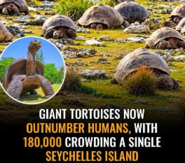 Aldabra giant tortoises