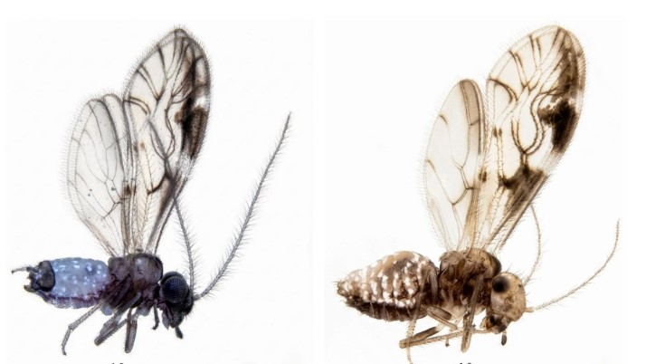 Allocaecilius nilgiriensis
