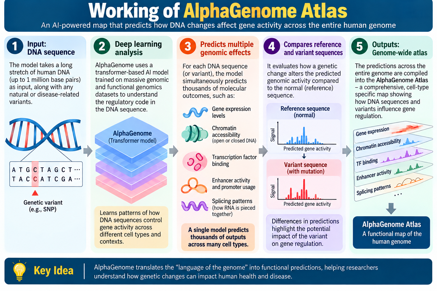 AlphaGenome Atlas