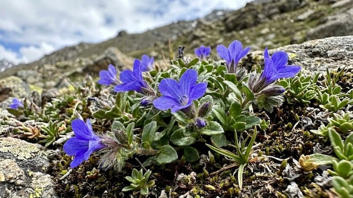 Cyananthus hookeri.upsc