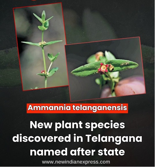 Ammannia telanganensis