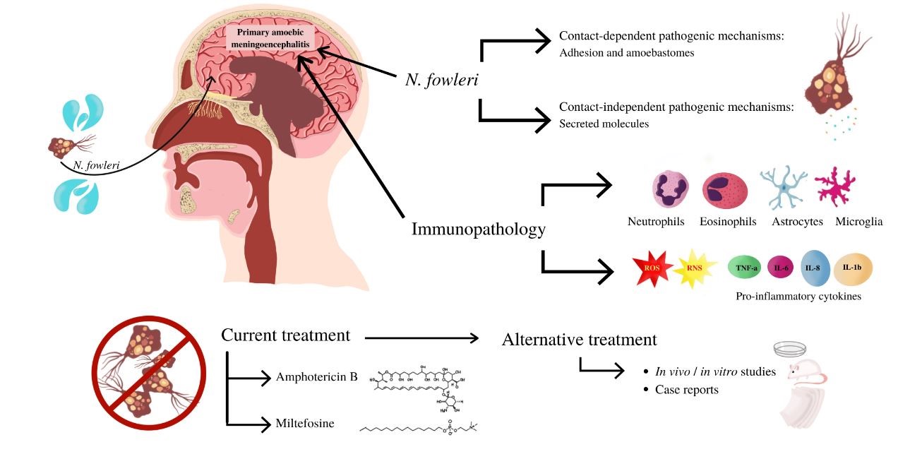 Amoebic Meningoencephalitis (PAM)