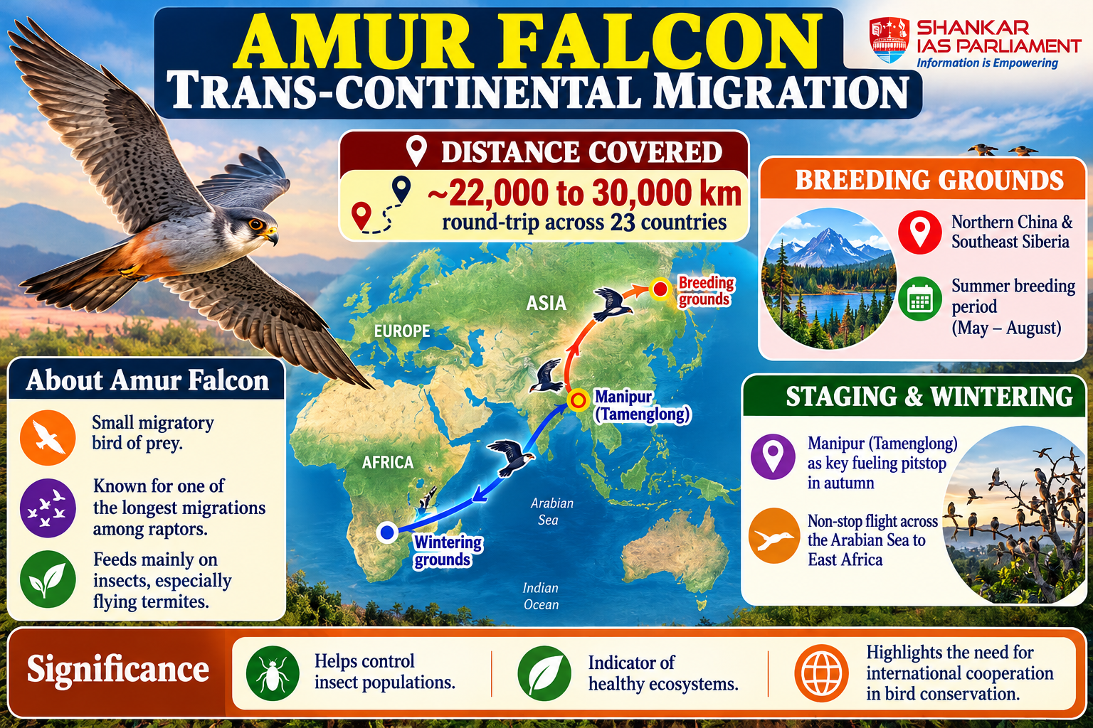 Amur Falcon