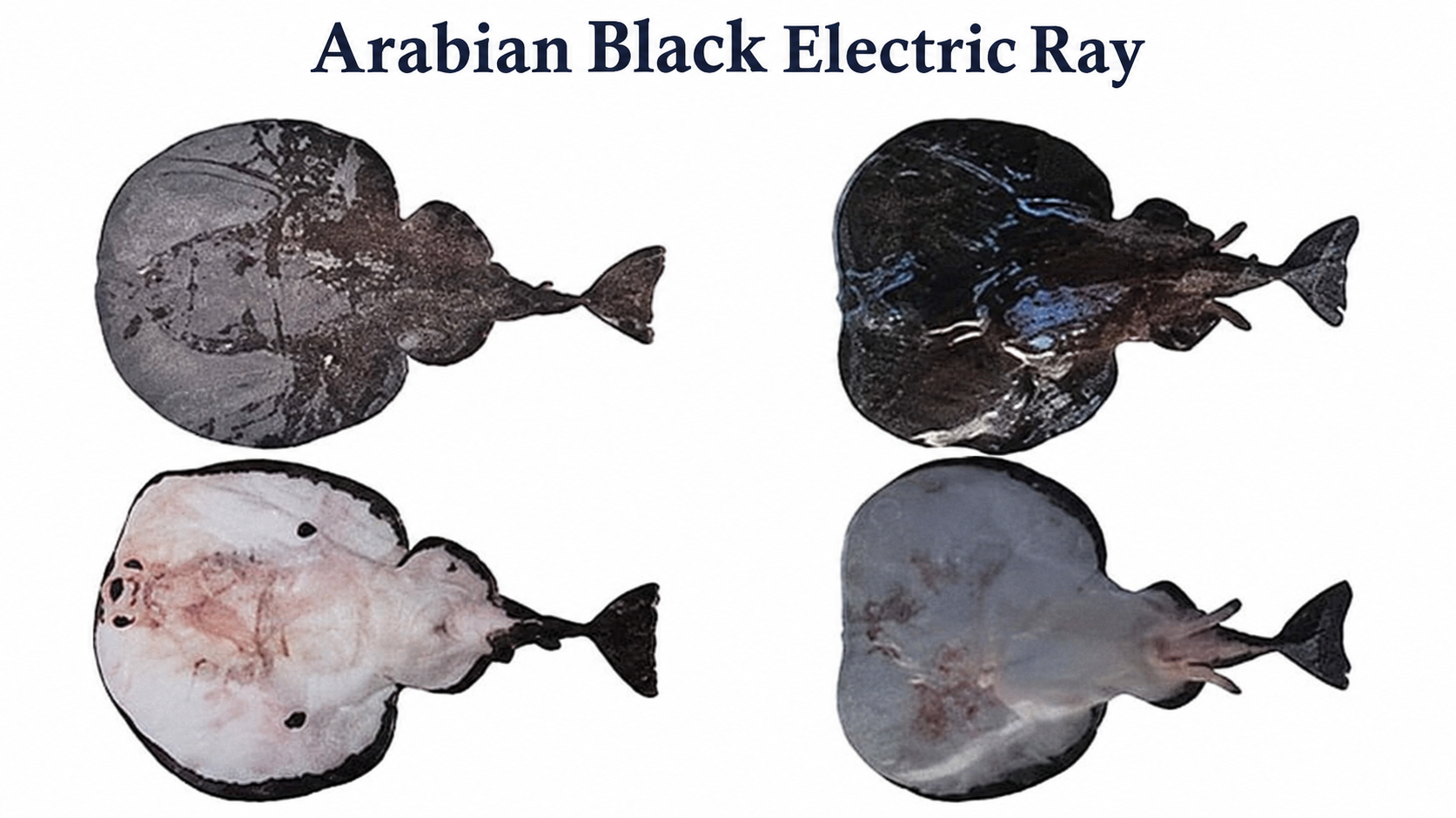 arabian-black-ray.png.upsc