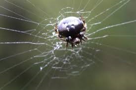 Araneus nox