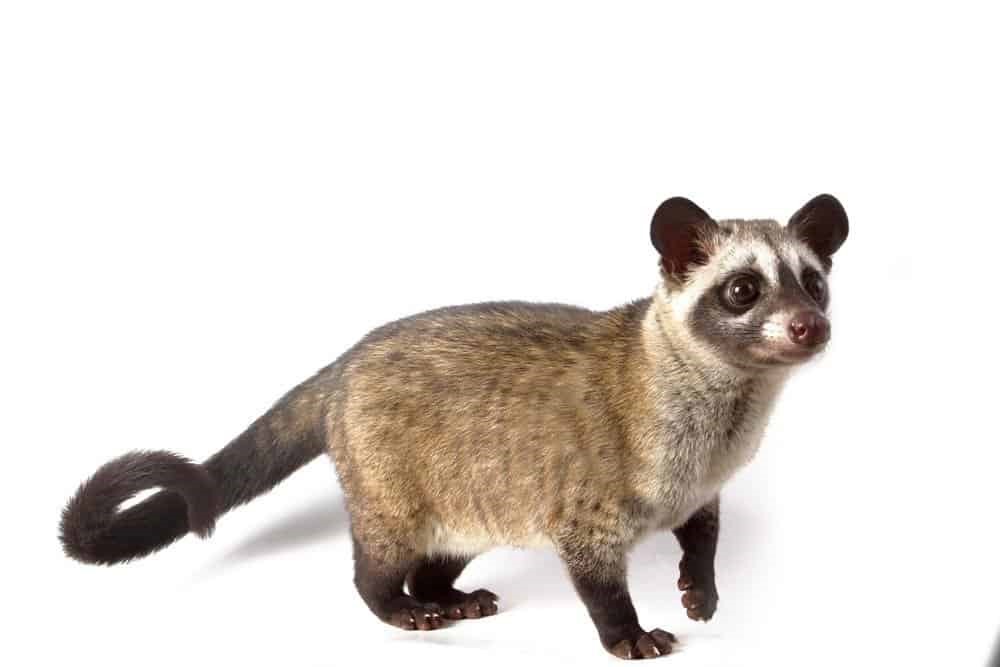Asian Palm Civet