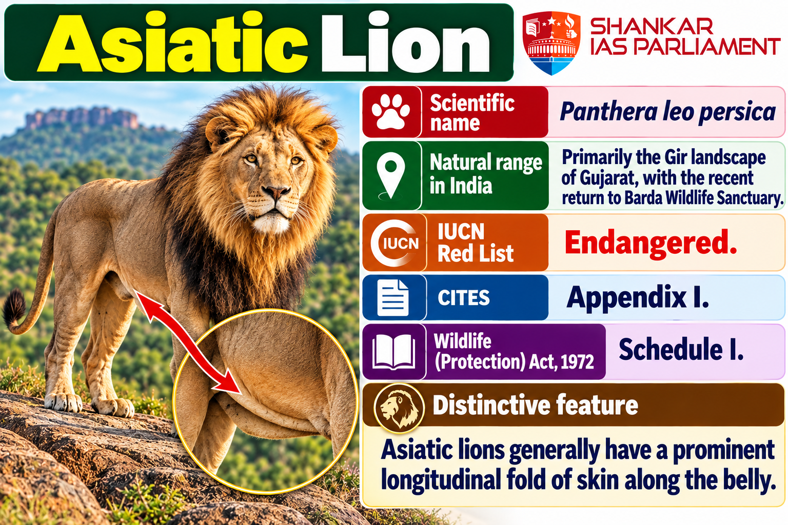 asiatic-lion-wildlife-infographic.png