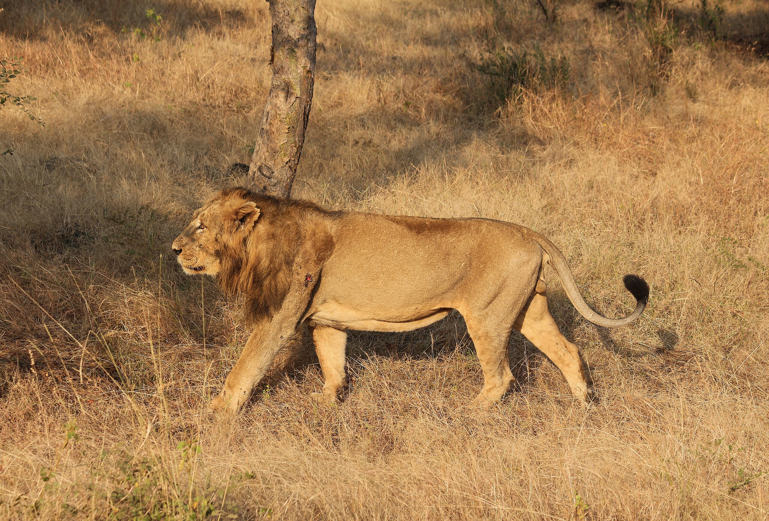 Asiatic Lion