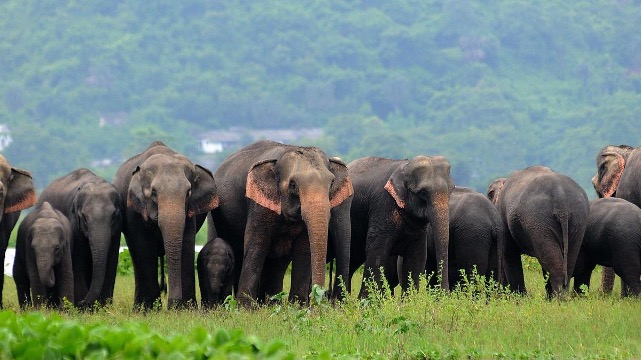 Assam Elephant Habitat Recovery