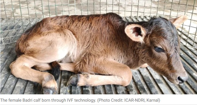 Badri calf