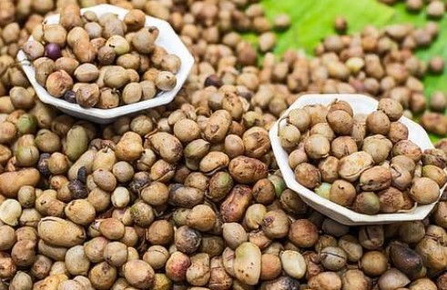 Bambara groundnut (Vigna subterranea)