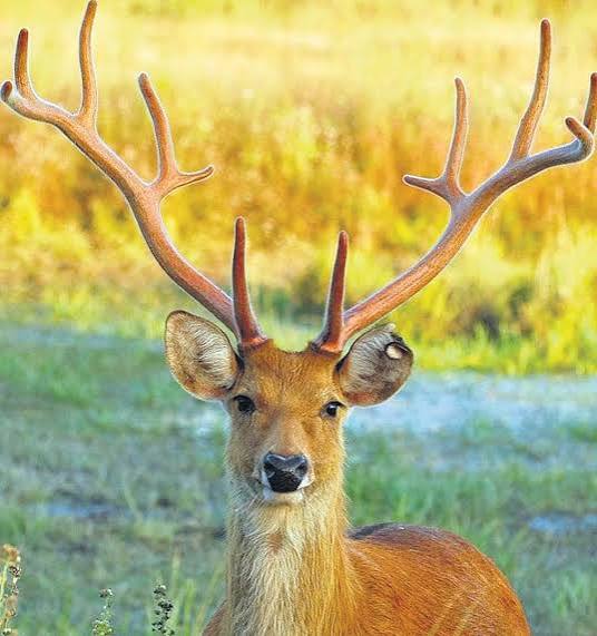 Barasingha.upsc