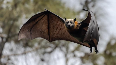 Bat
