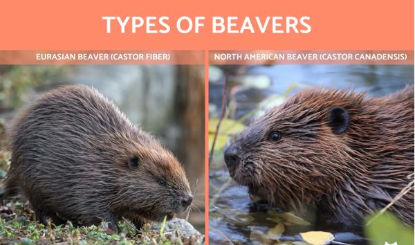 Beavers