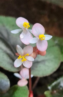 Begonia rajvikramanii: New Species