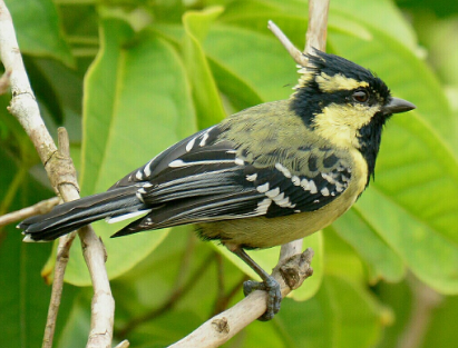 Indian Yellow Tit ias parli