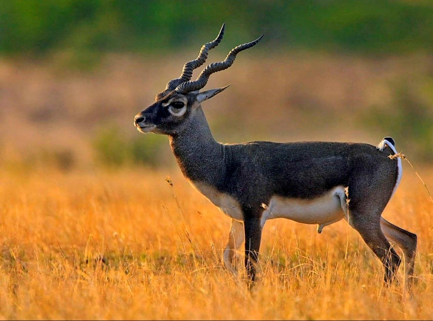 Black Buck