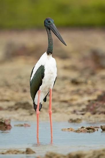 Black-Necked Stork 