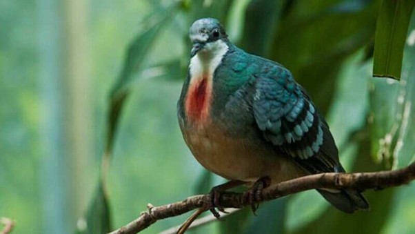 Bleeding heart pigoen