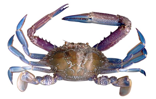 Blue Swimmer Crab