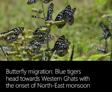 Blue Tiger Butterflies in Western Ghats