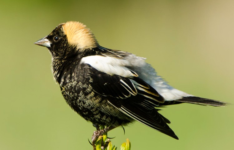 Bobolink