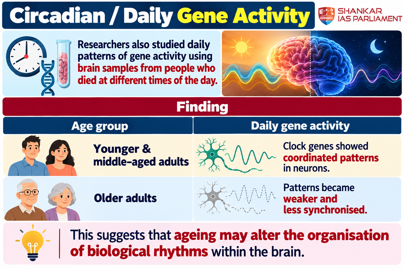 brain daily continue ups 2026
