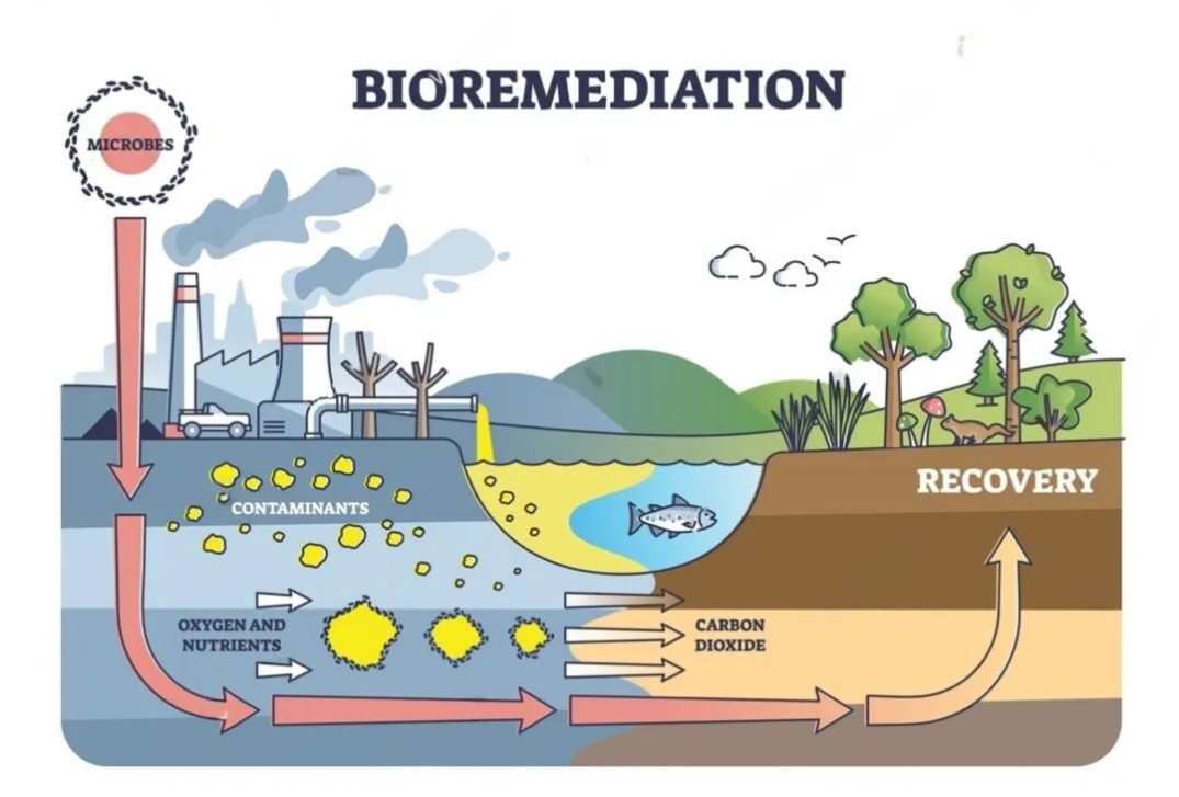 Bioremediation