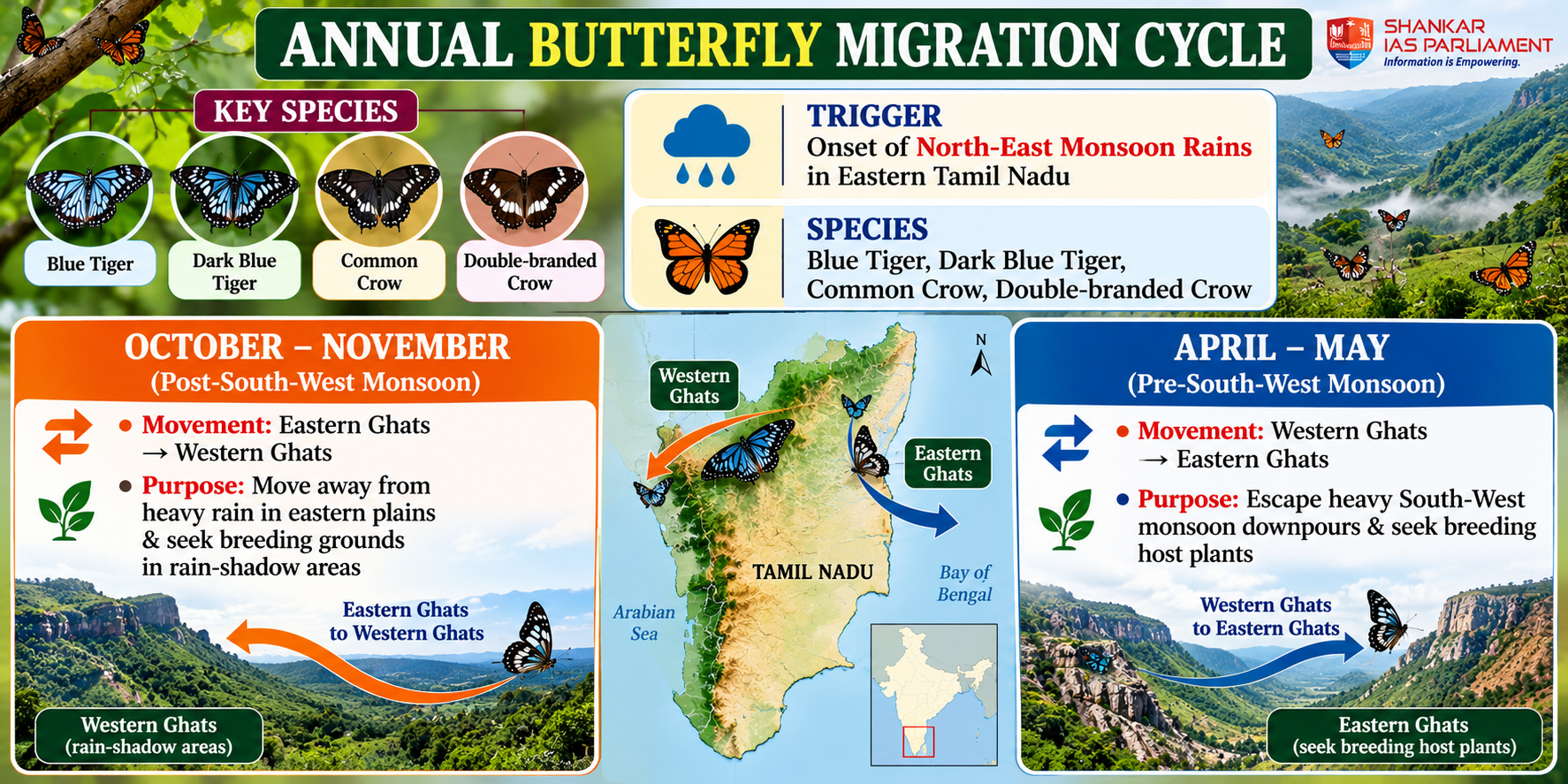 Blue tigers migration
