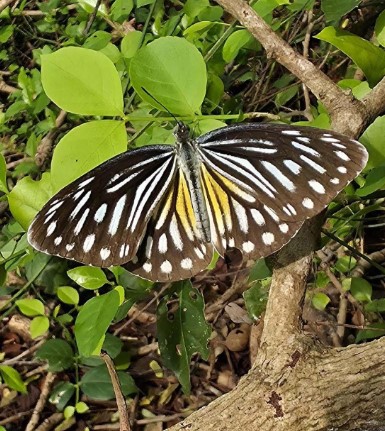 Butterfly TN