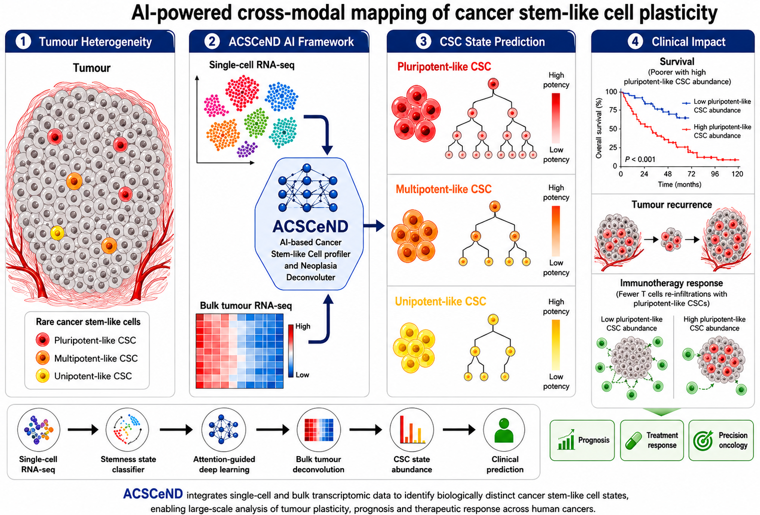 Cancer Stem Cells Responsible for Tumour Recurrence