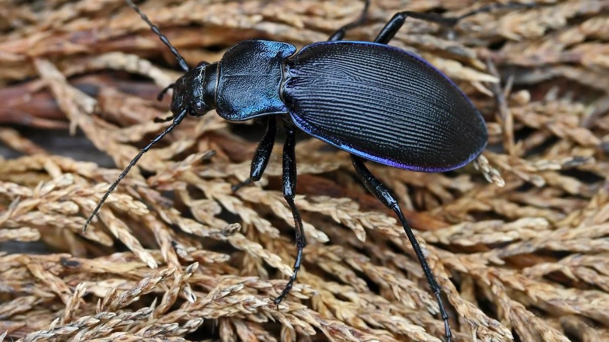 Carabid beetles