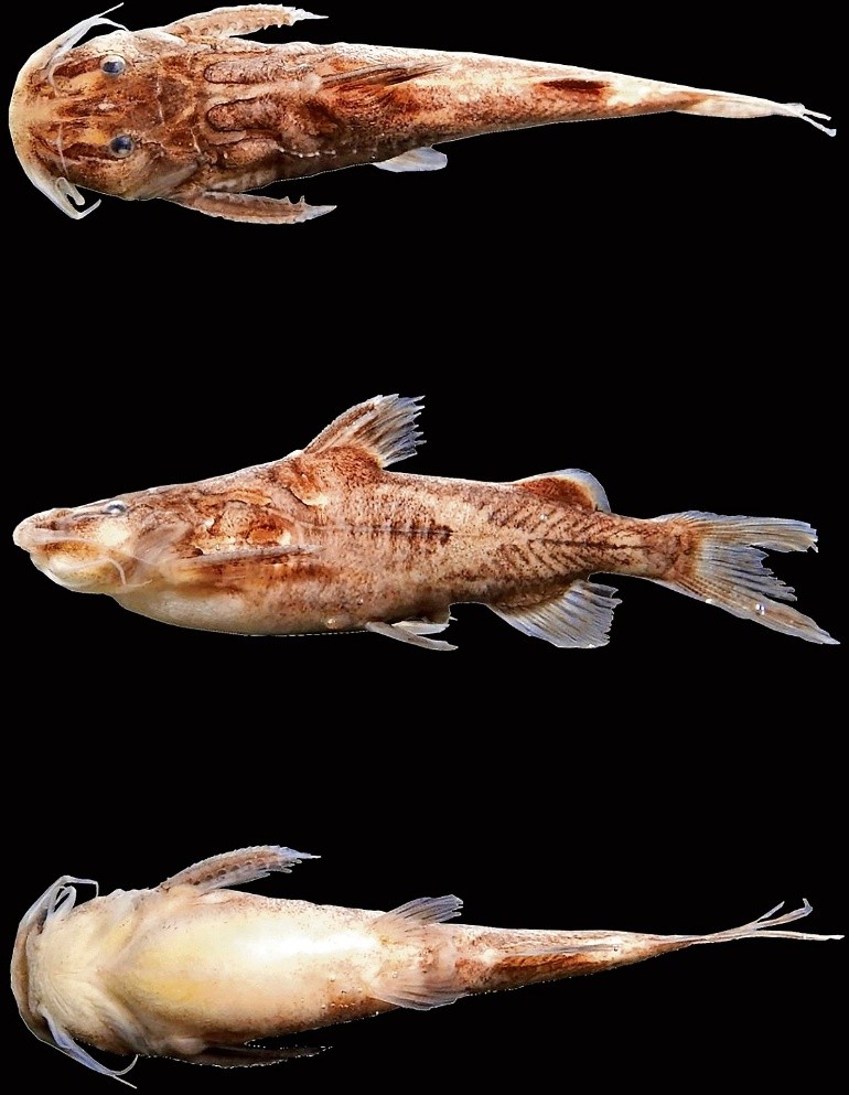 New Odisha Cat Fish UPSC