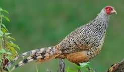 cheer-pheasant.jpeg.upsc