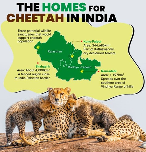 cheetah introduction 123