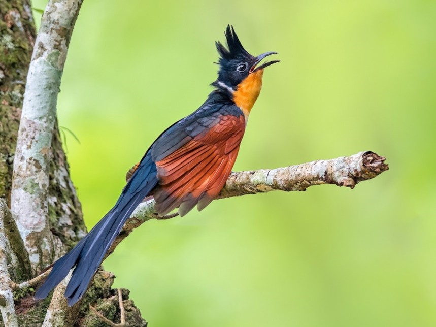 Chestnut winged cuckoo