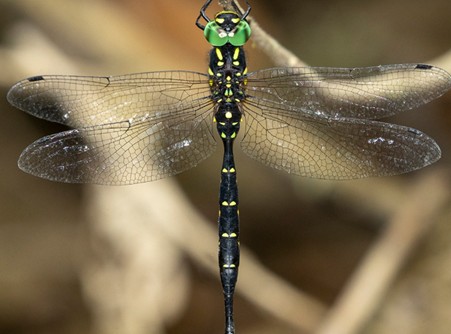 Clouded Boghawker 