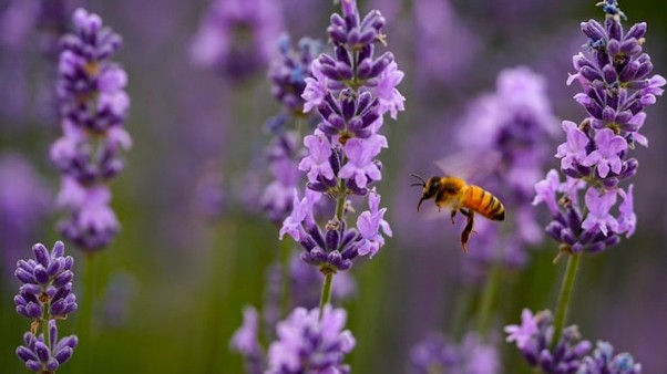 Colletes Bhutanicus