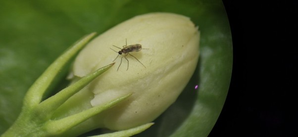Contarinia icardiflores
