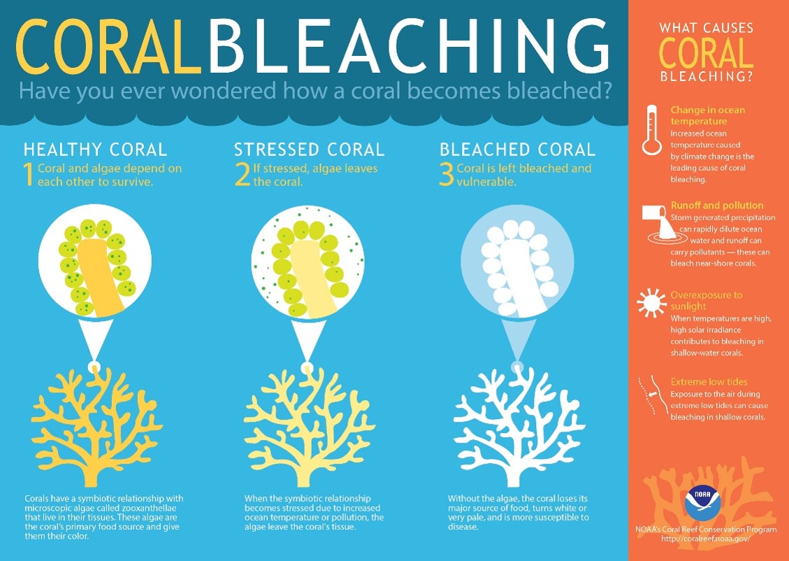 Coral Bleaching
